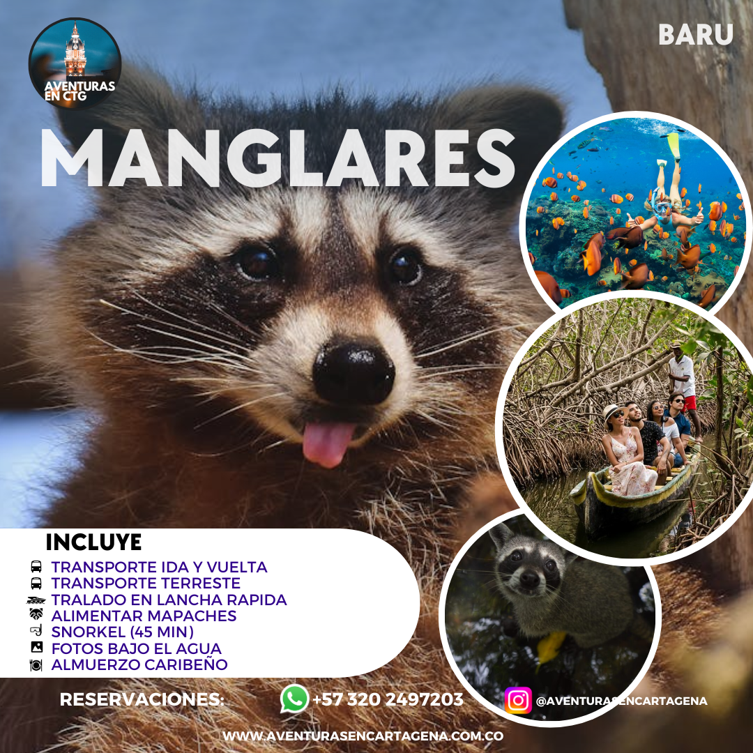Manglares + Snorkel 🦝